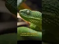 Lagu Ular Viper Termasuk Jenis Ular Yang Mematikan