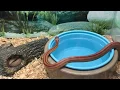 REPTILE SHOP in Gainesville Fl