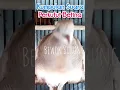 Download Lagu Kumpulan Perkutut Betina Memanggil dan Merayu Perkutut Jantan
