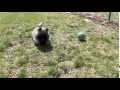 Dog Breeds - Keeshond Dogs 101 Animal Planet