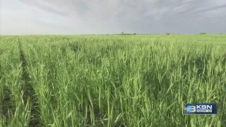 Ever wondered how Kansas meteorologists collect long-term climate data