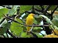 Download Lagu Satu jam suara burung kenari yang menenangkan di dekat air terjun kecil
