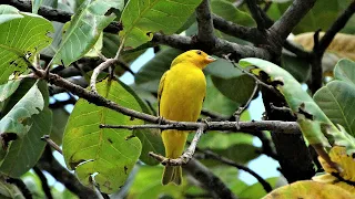 One Hours Of Relaxing Sound Of The Canary Bird Near Small Waterfall 