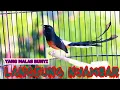 Download Lagu MURAI BATU BONGKAR ISIAN, PANCINGAN MURAI BATU DIAM MACET BUNYI  LANGSUNG NYAMBAR