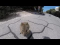 Adorable Quokka Wants A Cuddle