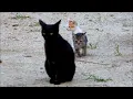 子猫・デジカメ　LUMIX DMC-TZ70 試し撮り・光学ズーム:30倍・５軸ハイブリッド手ブレ補正