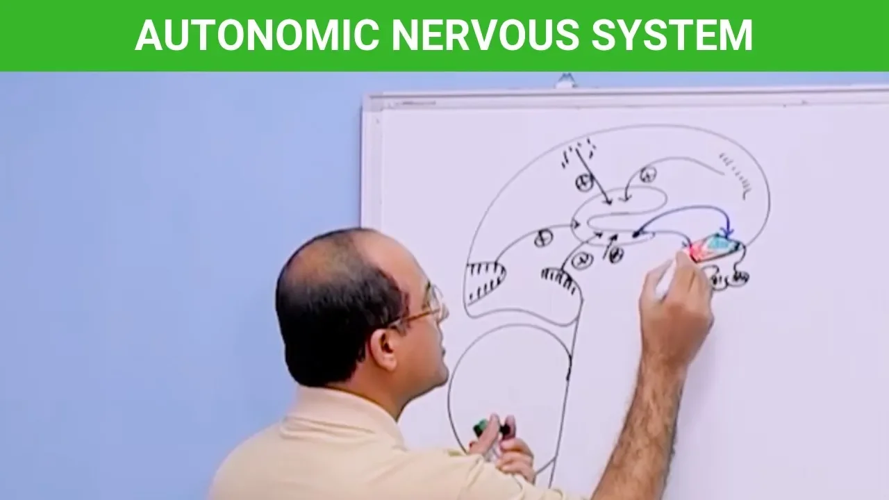 Autonomic Nervous System | Neuroanatomy 🧠