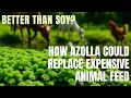 Lagu Better Than Soy? How Azolla Could Replace Expensive Animal Feed