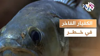 وثائقي L الكفيار الفاخر في خطر ما قصة أسماك الحفش 