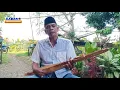Download Lagu Petikan Ma Kecapi, Jaman serba susah part-1 by Colleng (Daeng Tundru).