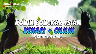 Download MASTERAN KONIN ISIAN KENARI + CILILIN (AUDIO JERNIH) MP3