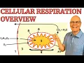Understand Cellular Respiration with this essential AP Bio overview