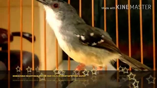 masteran burung 2018 cililin dan ciblek