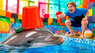 A new show for kids about the cute dolphin Didi!