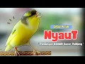 Download Lagu Kenari GACOR Panjang !!! Suara PANCINGAN KENARI Paud Belajar BUNYI Ngeriwik - MASTERAN Kenari PAUD