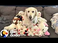 Lagu Terrified Golden Retriever Learns To Love Again Thanks To His Favorite Stuffed Animal | The Dodo