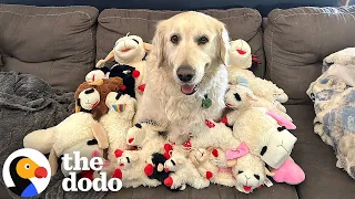 كلب جولدن ريتريفر مرعوب يتعلم الحب من جديد بفضل حيوانه المحشو المفضل الدودو 