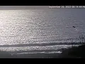 Surf Report Dolphin Jumps