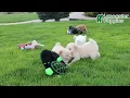Cheerful Miniature Poodle Puppies