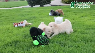 Cheerful Miniature Poodle Puppies