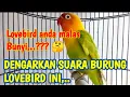 Download Lagu Lovebird Anda Malas Bunyi,..?? Coba Pancing Dengan Suara Lovebird ini
