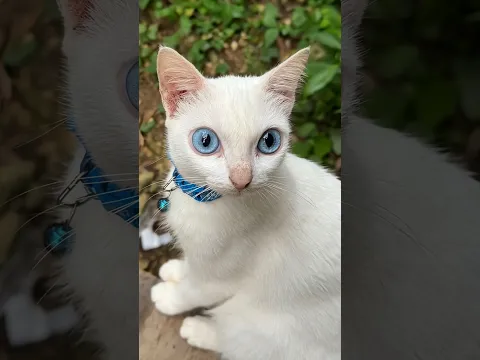 She Got a Cat With the Most Beautiful Eyes π
