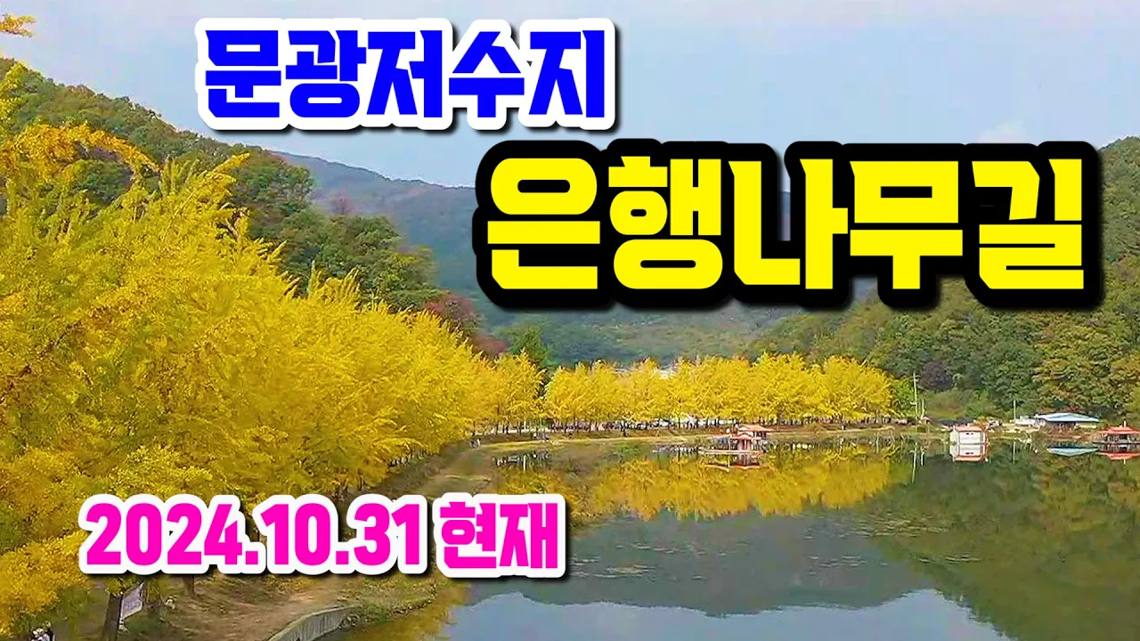 은행나무 절정, 실시간 황금물결 가을풍경 꼭 보고 가세요, 노랗게 물든 은행나무길, 괴산 가볼만한곳, 문광저수지 양곡 은행나무축제, 충북 여행지 단풍명소 サムネイル