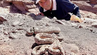 نطلب من الله السلامه صيد اخطر الافاعي فتكن في العالم مع العساوي براهيم 