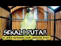 Download Lagu kicau suara burung  kepodang jawa gacor perangsang kepodang bahan agar bunyi