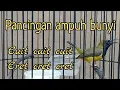 sogon pancingan bunyi !! cuit cret #javasogon
