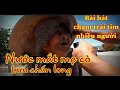 Download Lagu NƯỚC MẮT MẸ CÒ | LƯU CHẤN LONG | bài hát lay động trái tim nhiều người