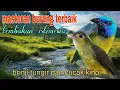 Download Lagu Masteran burung terbaik 🔥 brinji tungir dan cucak kinoi 