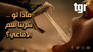 ماذا لو    شرب الأنسان سم الافاعي  دندنها
