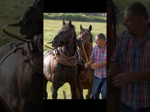 Dragan sa svojim sokolovima #horse #drafthorses #vilage
