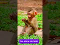Download Lagu Libby just gave a birth???? Rainbow please came here! #monkey