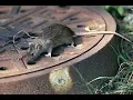 Wenatchee Rats Part 1