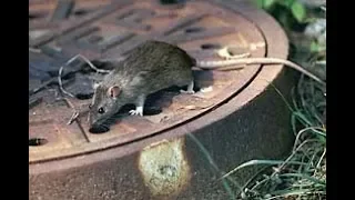 Wenatchee Rats Part 1