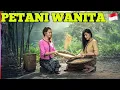 Download Lagu PETANI WANITA SUKSES |WANITA HEBAT INDONESIA | 🇮🇩🇮🇩🇮🇩