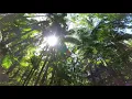 Download Lagu 8 Minutes Sape Instrumental Borneo Music ~ Calm and Relaxing Music