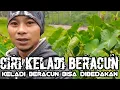 Download Lagu CIRI KELADI BERACUN || KELADI BERACUN BISA DIBEDAKAN