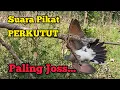 Download Lagu Suara PIKAT PERKUTUT / MERBUK Paling Jos