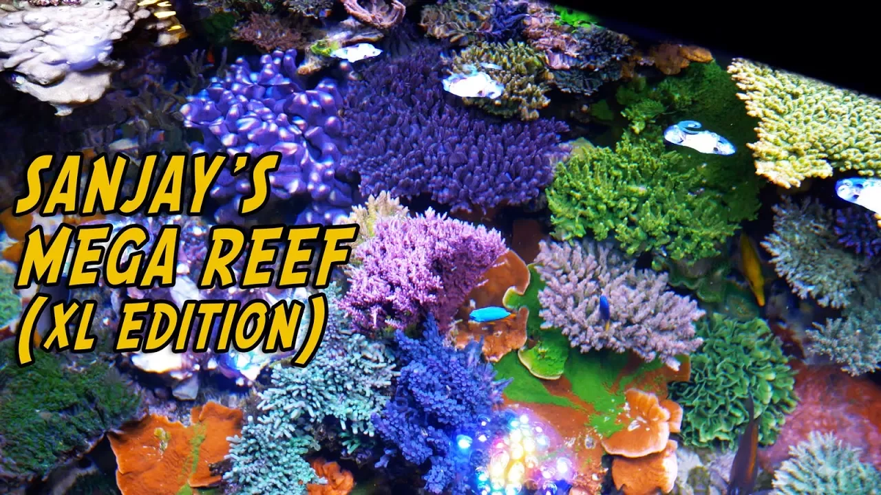 Sanjay 500 Gallon Mega Reef - Extended 'Reef Nerd' Edition +10 Minutes