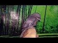 Download Lagu suara anak burung srigunting