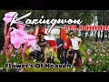 Download Lagu Mount Kazingmalum the House of Kazingwon Flower |Vlog| #Kamjong #Pushing|2025.