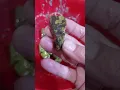 Stage 2 Tumbling oolitic Jasper & Jade
