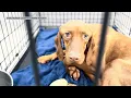 Chautauqua County authorities seize 19 dogs from unheated barn in animal cruelty case
