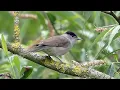 Download Lagu Bird Facts: The Eurasian Blackcap