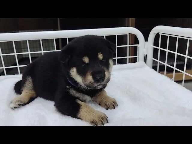 動画