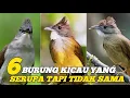 AWAS KETIPU !! 6 Jenis burung kicau yang serupa tapi tidak sama