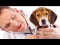 Pet Clinic Opens In Seattle Homeless Counterparts Included